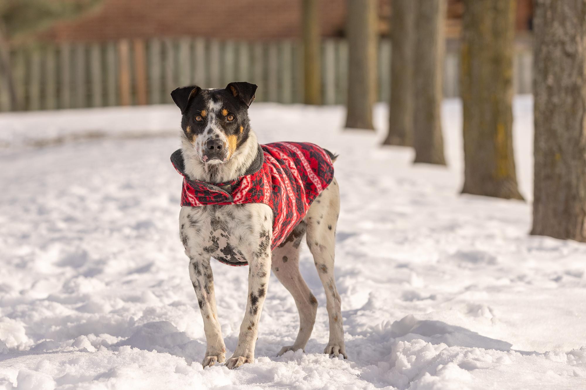 Kiko, a ADOPTABLE Mixed Breed in Mississauga, ON image 4/6