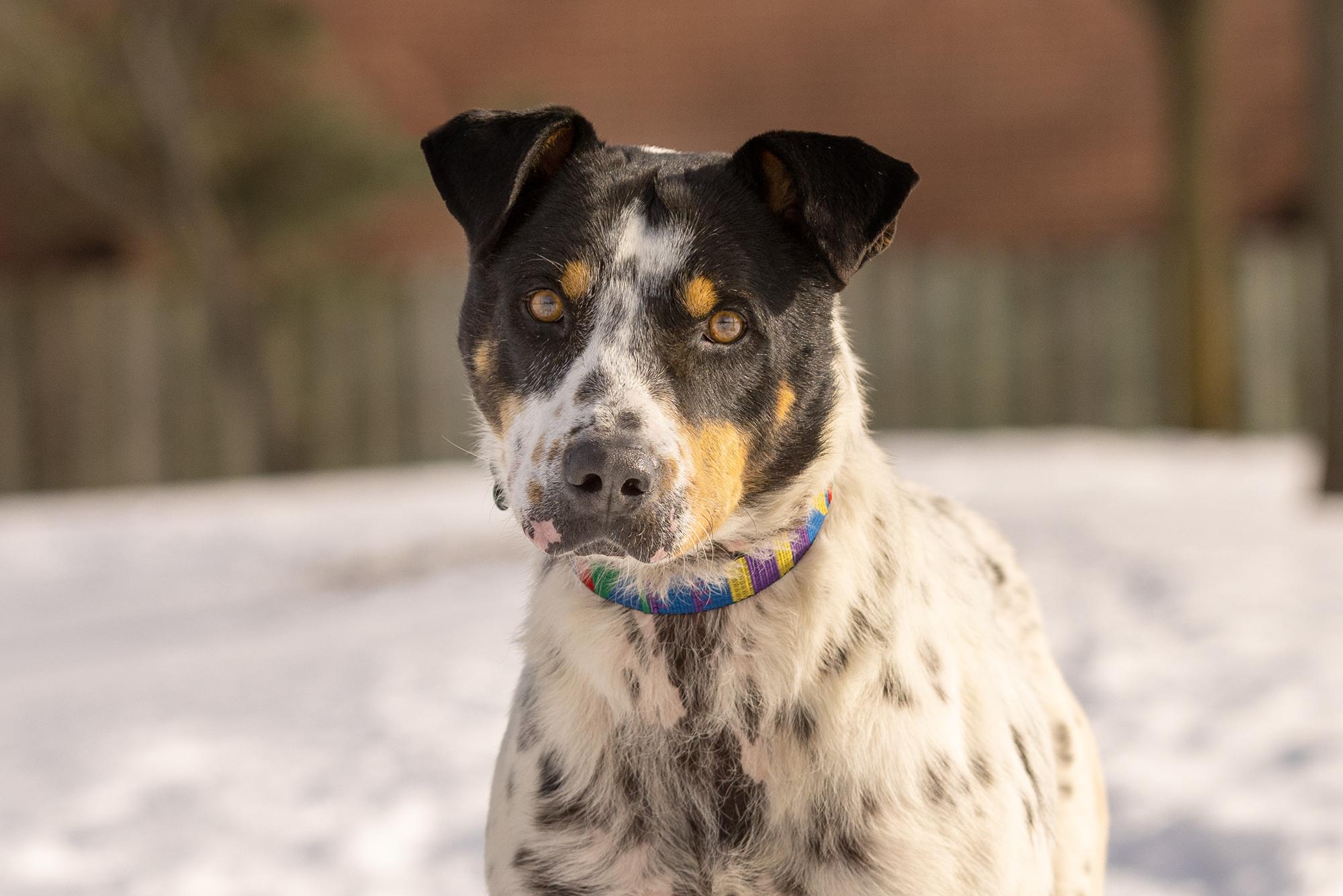 Kiko, a ADOPTABLE Mixed Breed in Mississauga, ON image 2/6
