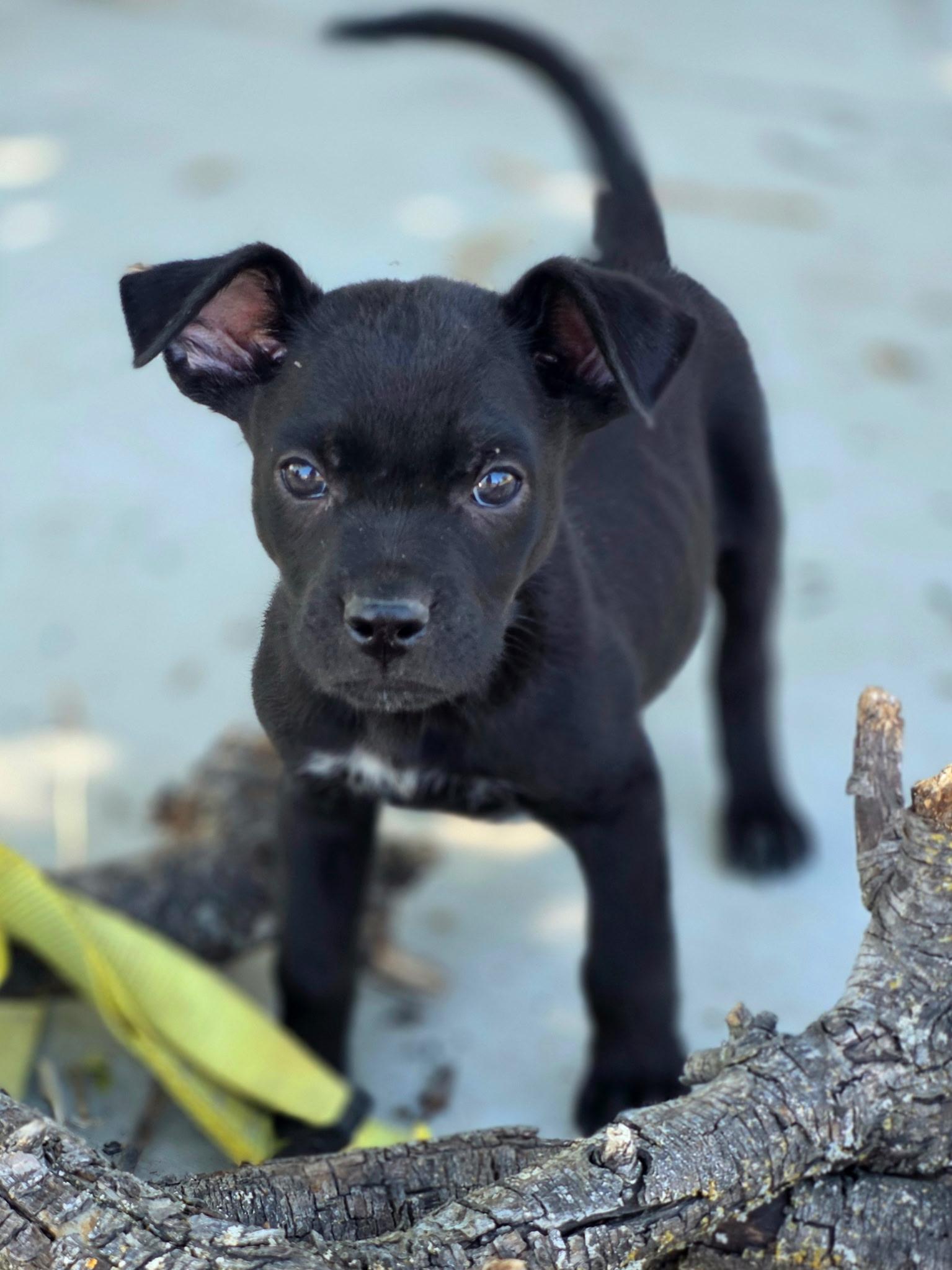 Petey, ADOPTABLE, Puppy Male Australian Cattle Dog / Blue Heeler & Labrador Retriever.
