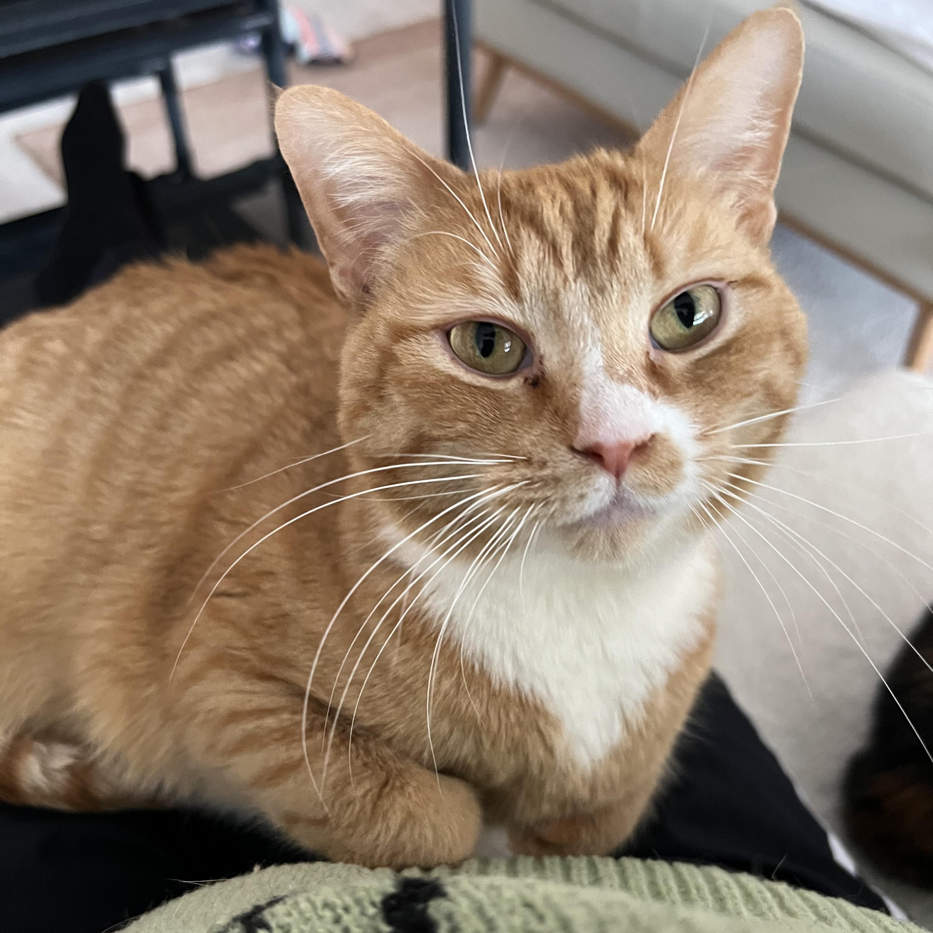 Enlarge Penny, a ADOPTABLE Tabby in Altoona, PA image 3/3