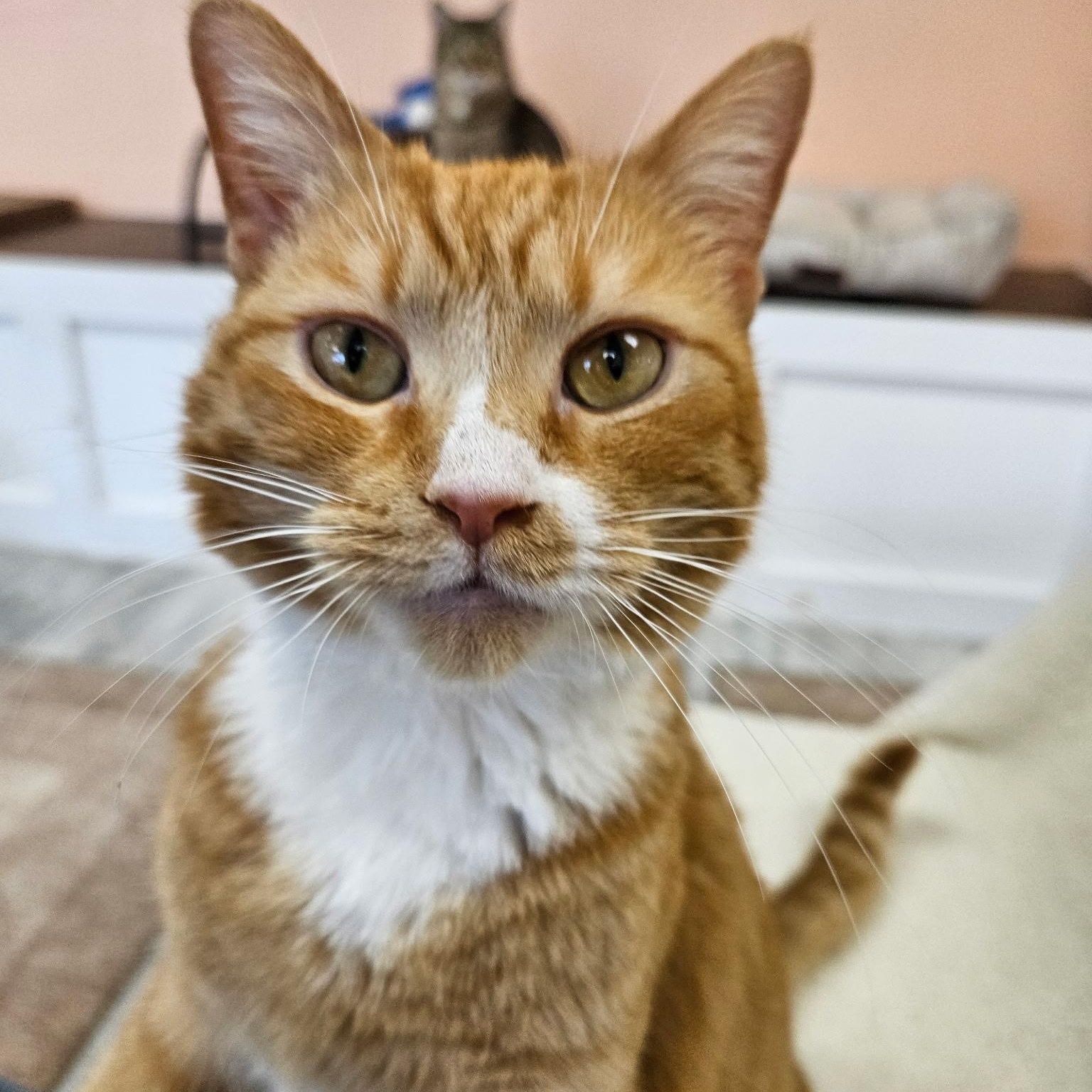 Enlarge Penny, a ADOPTABLE Tabby in Altoona, PA image 2/3