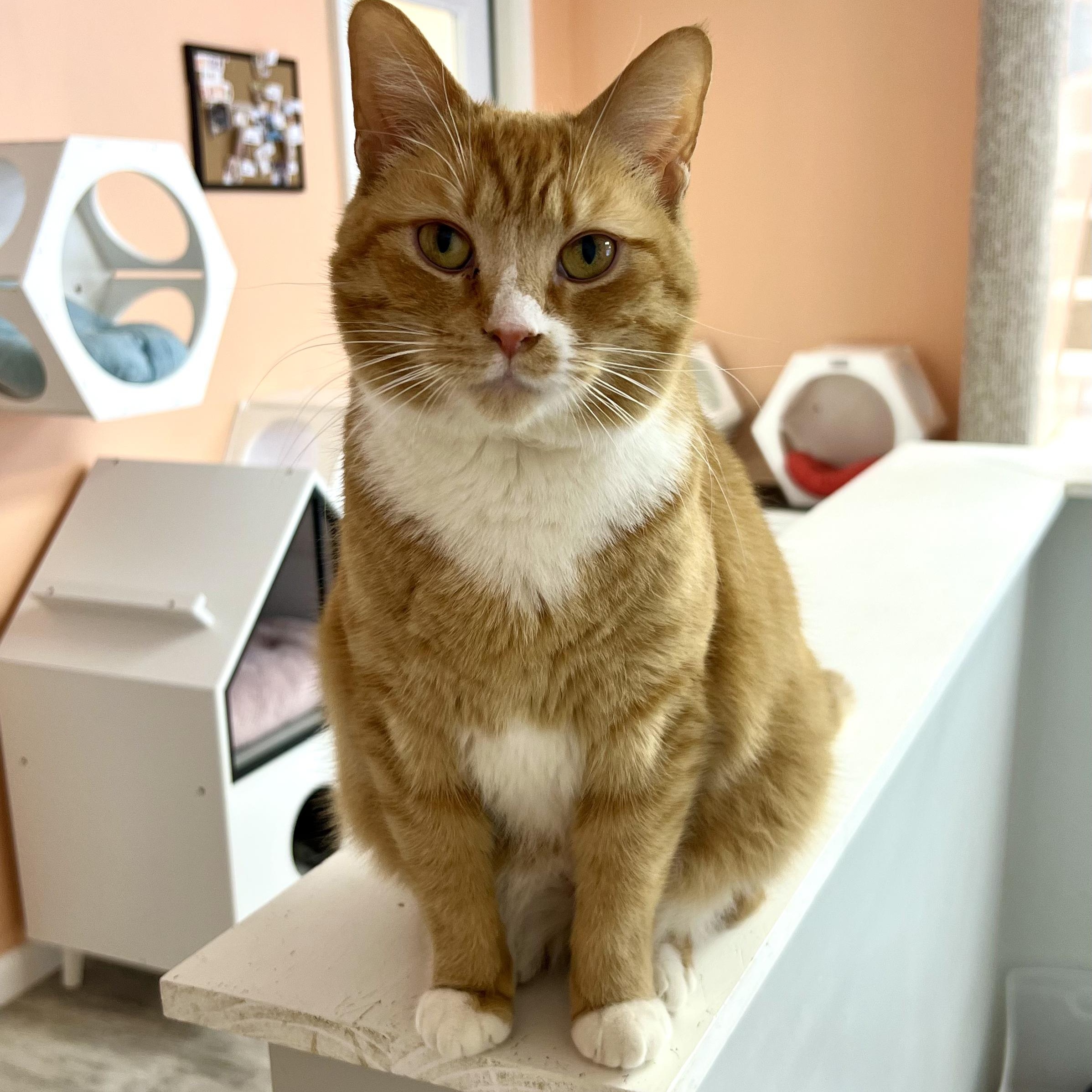 Penny, ADOPTABLE, Adult Female Tabby.