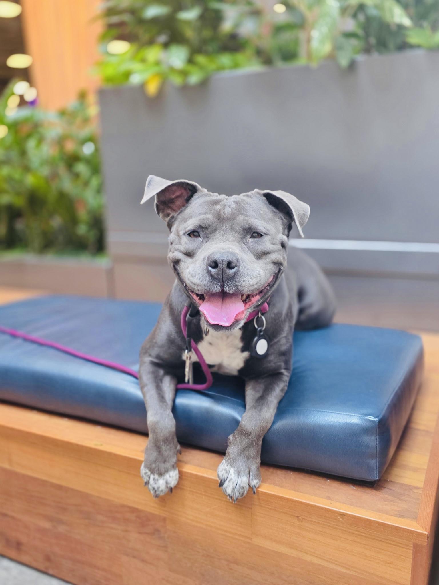 Enlarge Boujee, a Adopted Staffordshire Bull Terrier in Canyon Country , CA image 5/6