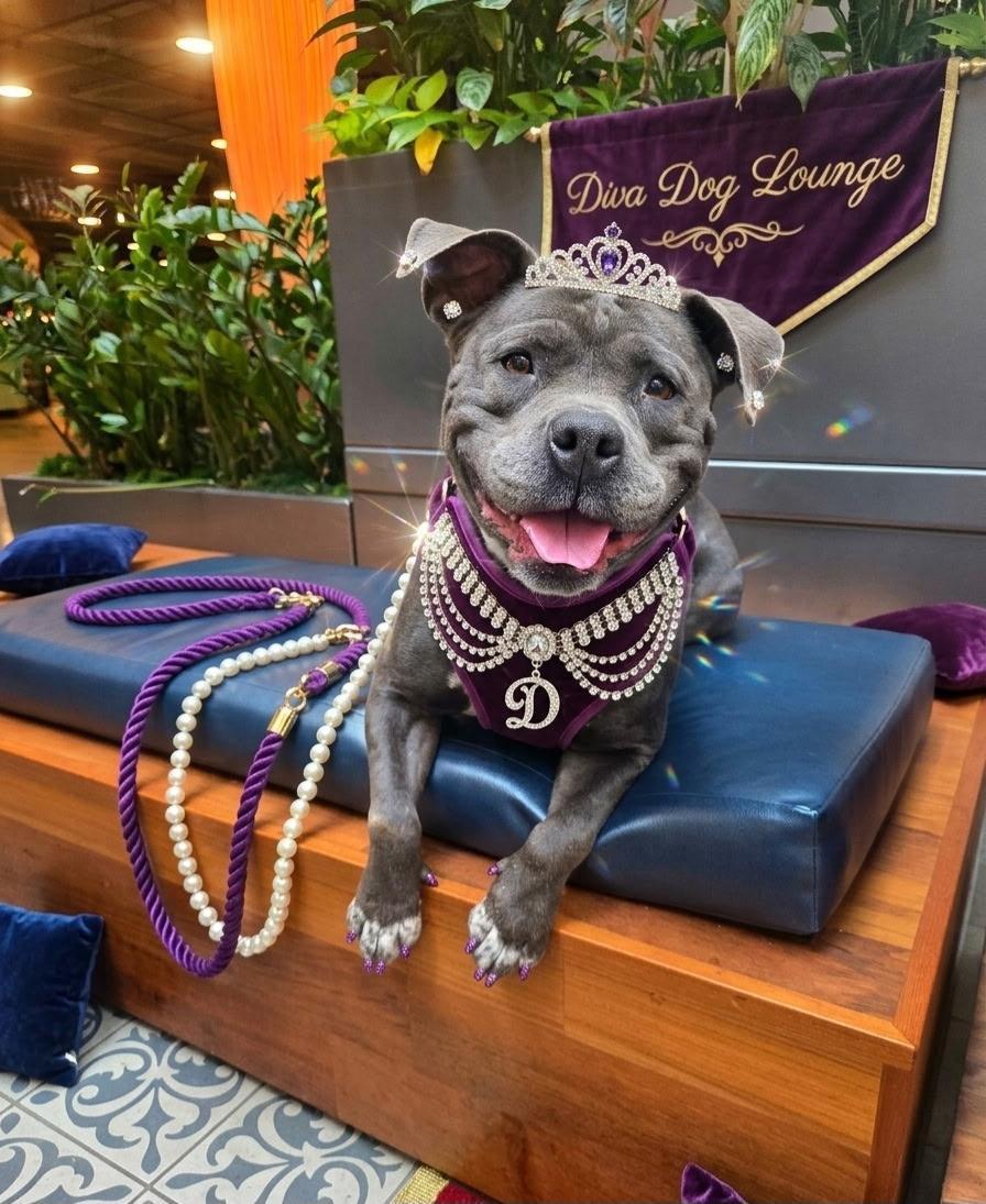 Enlarge Boujee, a Adopted Staffordshire Bull Terrier in Canyon Country , CA image 6/6
