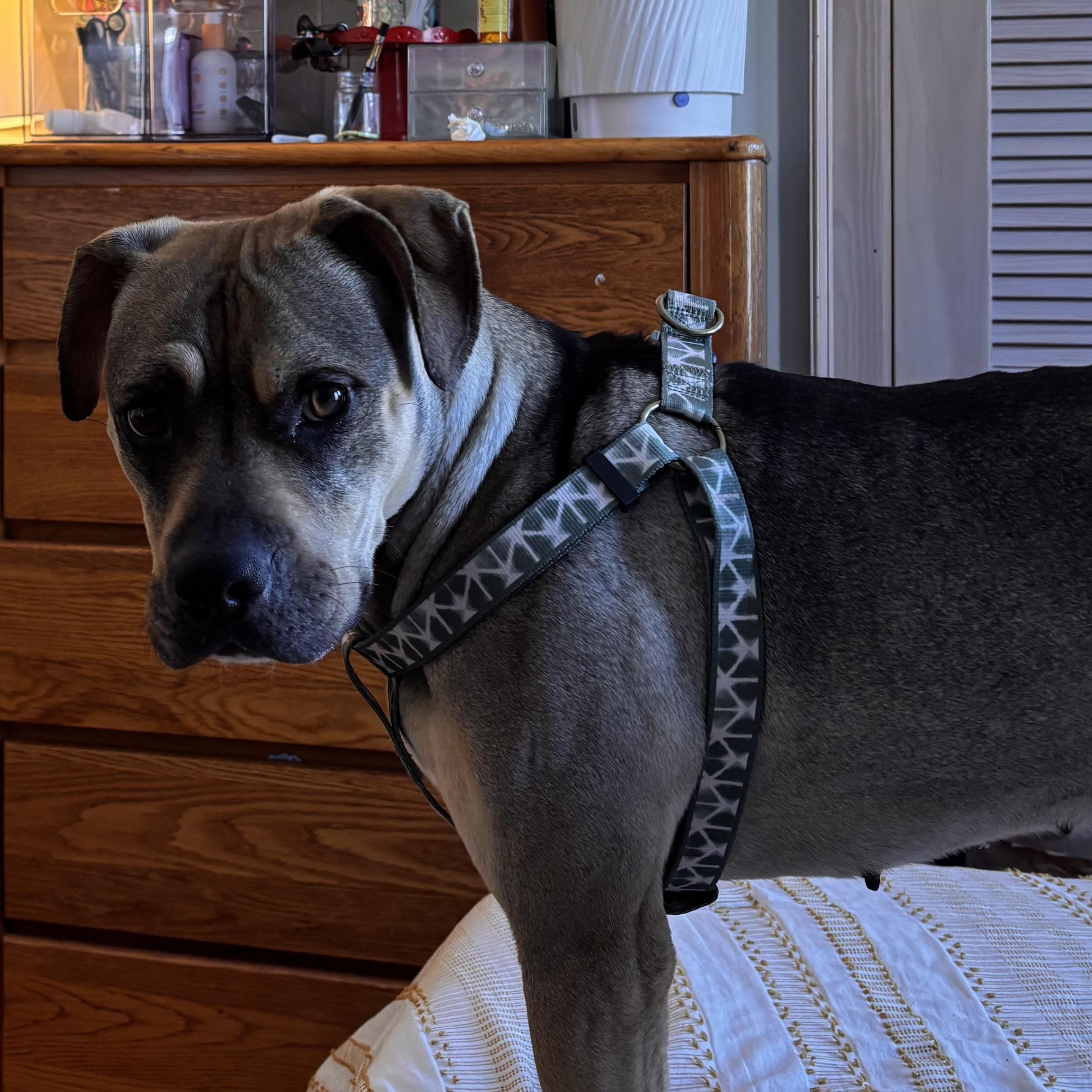 Sonny! Biggest cuddle bug! , a Adoptable mixed breed in Biddeford, ME image 2/6