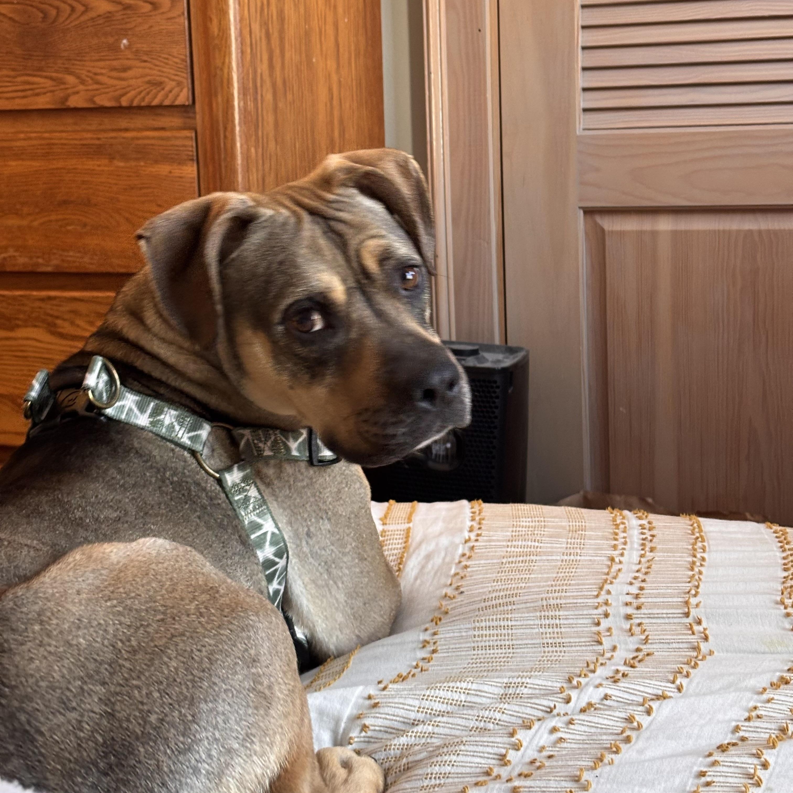 Sonny! Biggest cuddle bug! , a Adoptable mixed breed in Biddeford, ME image 6/6