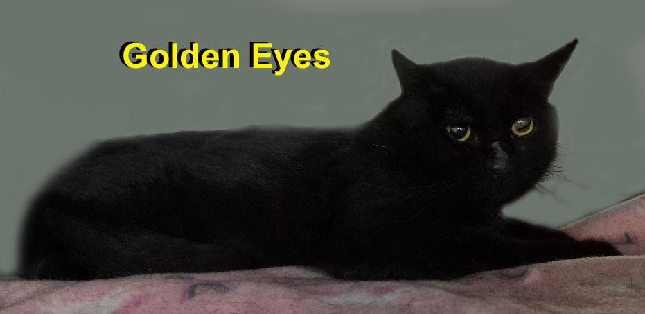 Goldie Dowl. (aka Golden Eyes - very friendly; loves being petted), Adoptable, Adult Female Domestic Short Hair.