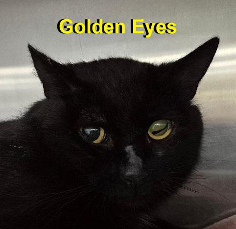 Enlarge Goldie Dowl. (aka Golden Eyes - very friendly; loves being petted), a Adoptable Domestic Short Hair in Stowe, PA image 3/4