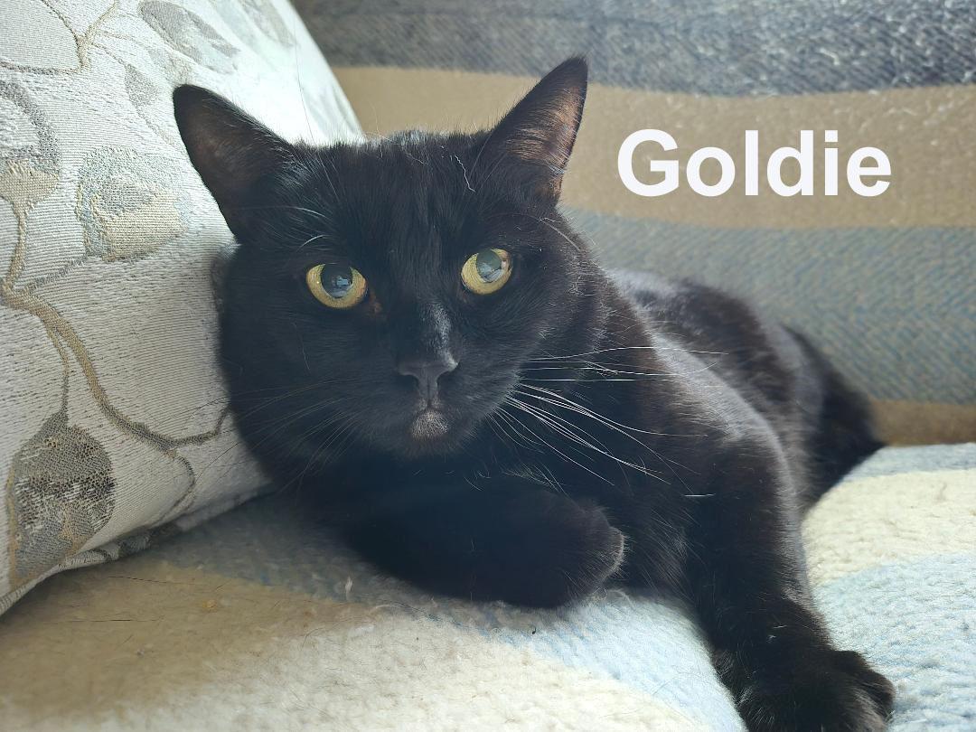 Enlarge Goldie Dowl. (aka Golden Eyes - very friendly; loves being petted), a Adoptable Domestic Short Hair in Stowe, PA image 4/4