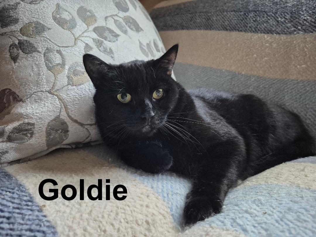 Enlarge Goldie Dowl. (aka Golden Eyes - very friendly; loves being petted), a Adoptable Domestic Short Hair in Stowe, PA image 1/4