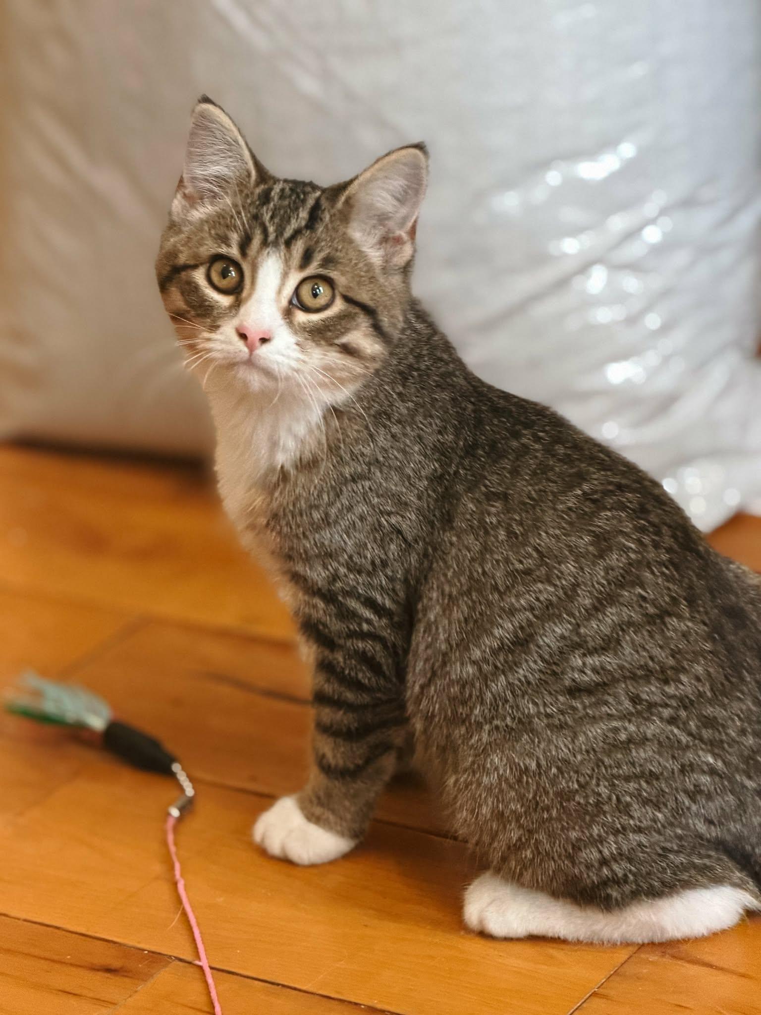 Juno, ADOPTABLE, Kitten Female Domestic Short Hair.