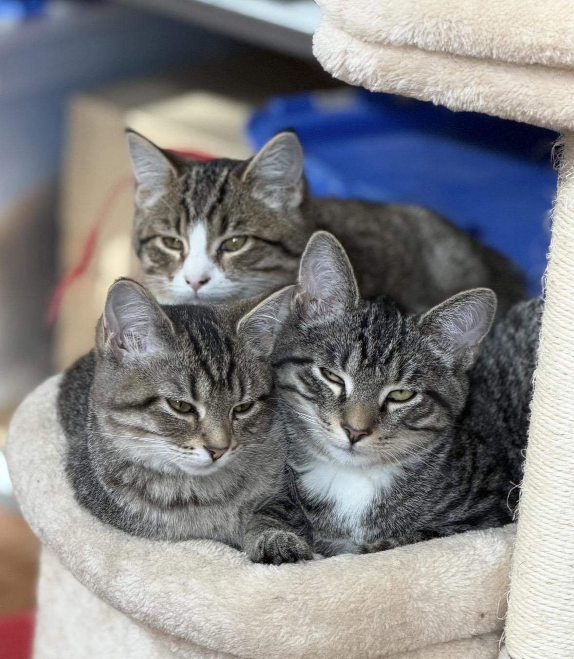 Enlarge Juno, an adoption pending Domestic Short Hair in Cincinnati, OH image 2/3