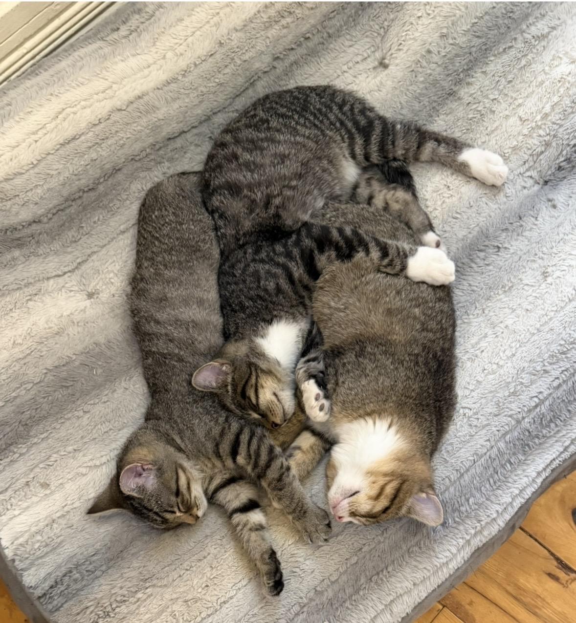 Enlarge Juno, an adoption pending Domestic Short Hair in Cincinnati, OH image 3/3