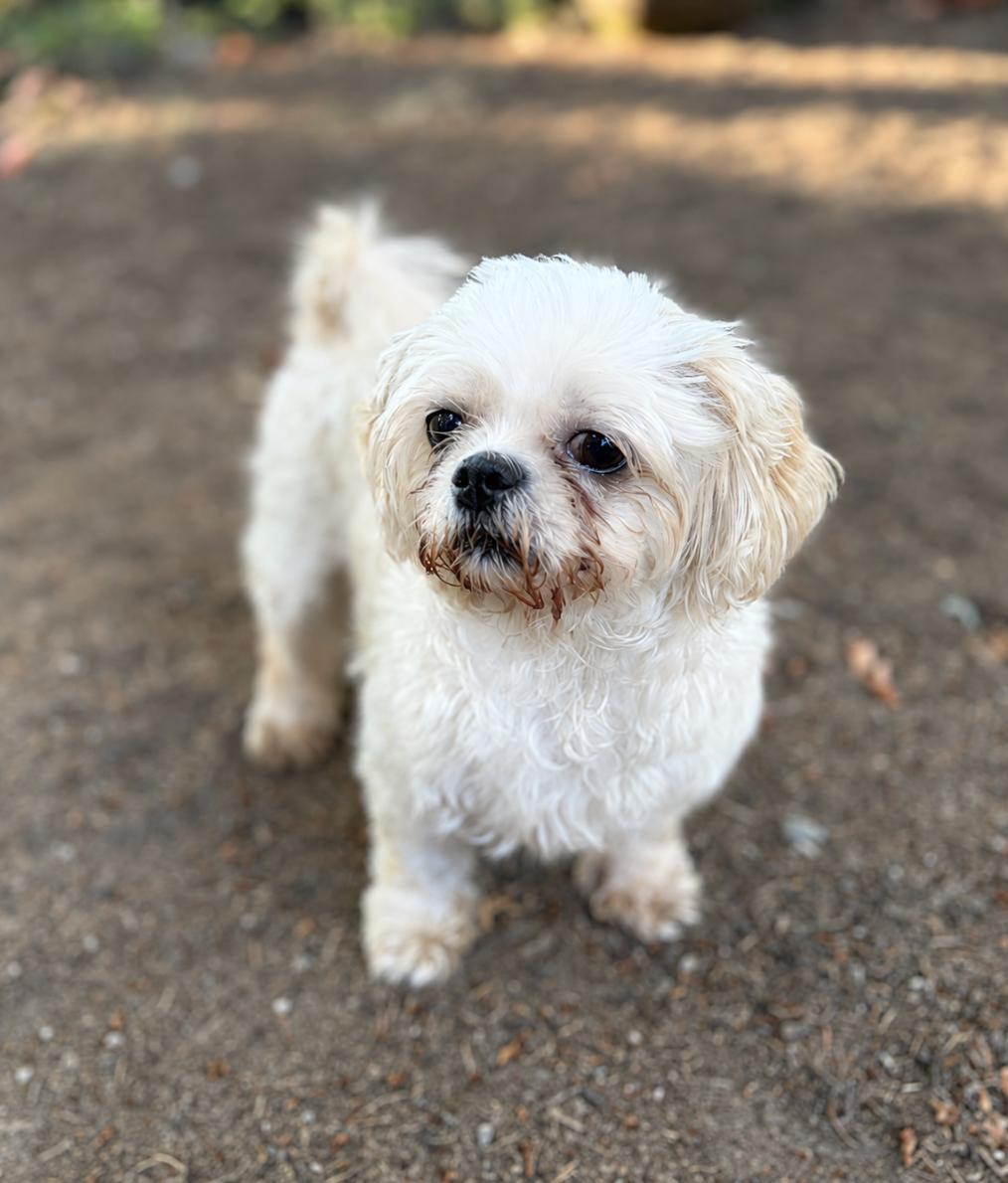 Enlarge Mitzi, an adopted Shih Tzu in Puyallup, WA image 1/1