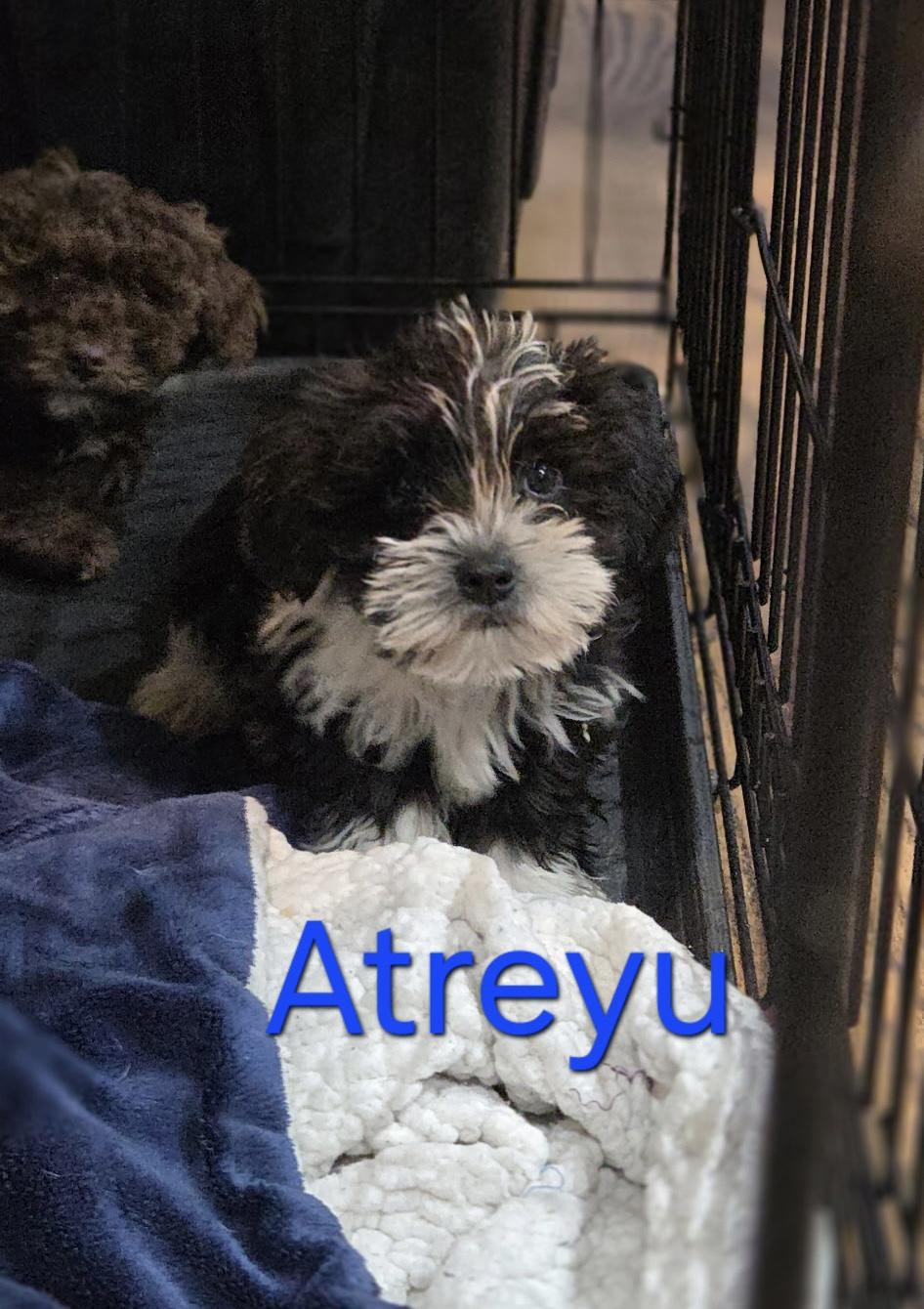 Enlarge Atreyu, a ADOPTABLE Schnoodle in Kimball, MI image 1/1