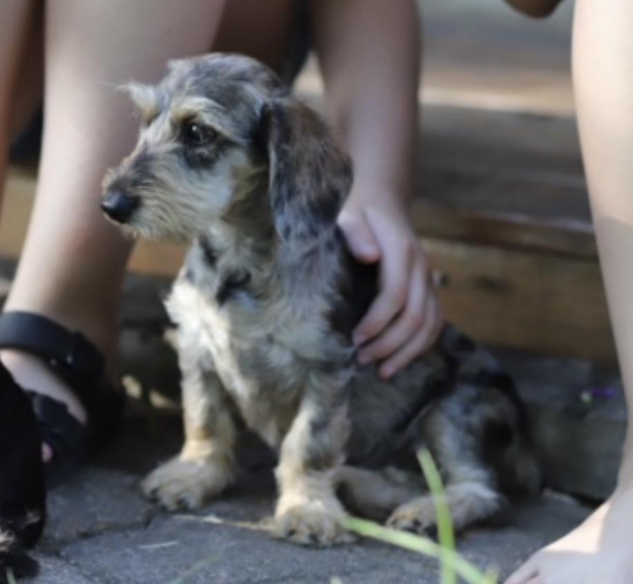 Enlarge Summer, an adoptable mixed breed in Colleyville, TX image 4/5