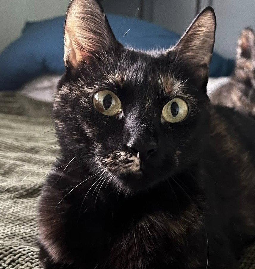 Lillyanne, Adoptable, Adult Female Domestic Short Hair.