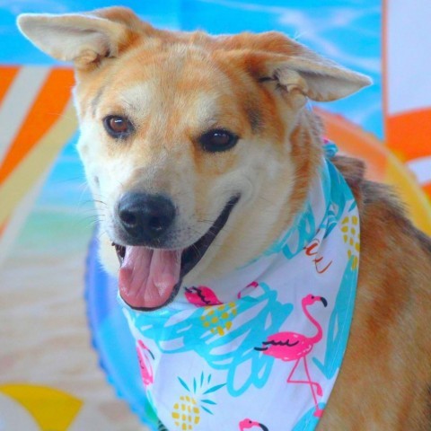 Hondo JuM, an adoptable Catahoula Leopard Dog, Australian Shepherd in Seattle, WA, 98106 | Photo Image 6