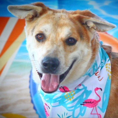 Hondo JuM, an adoptable Catahoula Leopard Dog, Australian Shepherd in Seattle, WA, 98106 | Photo Image 4