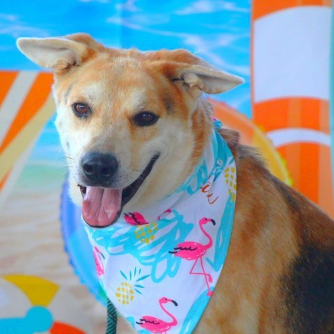 Hondo JuM, Adult Male Catahoula Leopard Dog