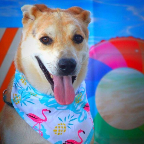 Hondo JuM, an adoptable Catahoula Leopard Dog, Australian Shepherd in Seattle, WA, 98106 | Photo Image 5