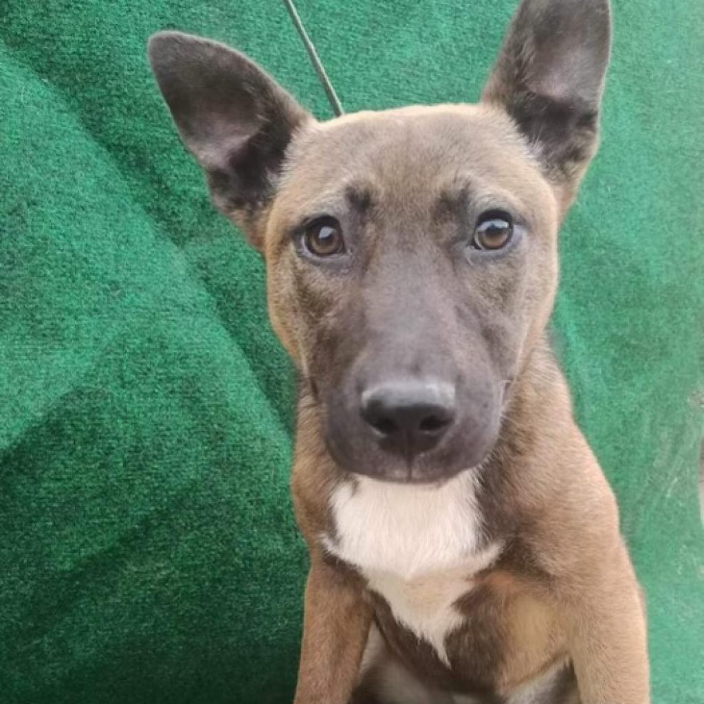 Sasha Belle, Adoptable, Adult Female Belgian Shepherd / Malinois.