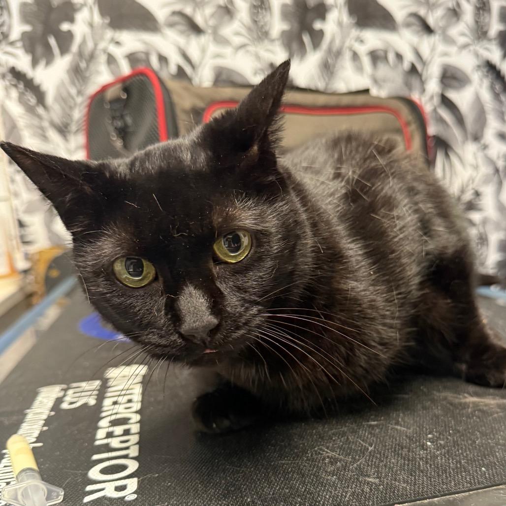 Nori, Adoptable, Senior Female Domestic Short Hair.