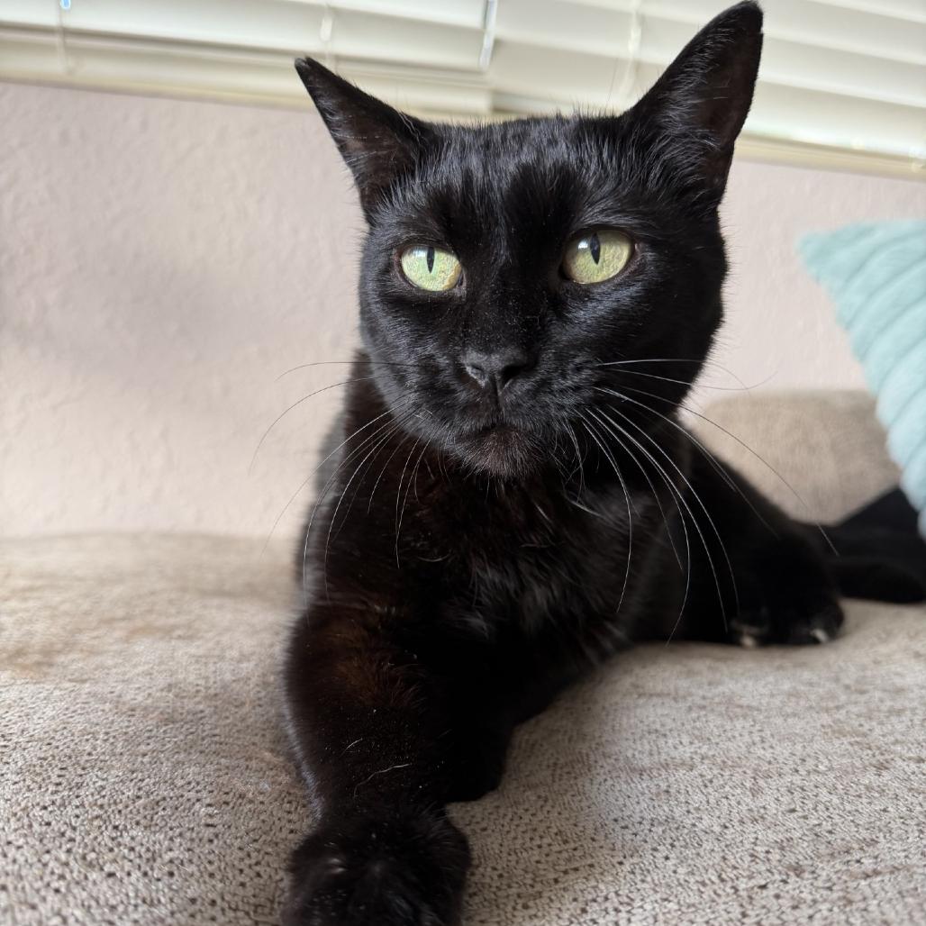 Enlarge Nori, a Adoptable Domestic Short Hair in Wahiawa, HI image 2/4