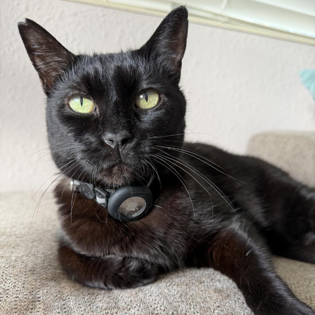 Enlarge Nori, a Adoptable Domestic Short Hair in Wahiawa, HI image 3/4