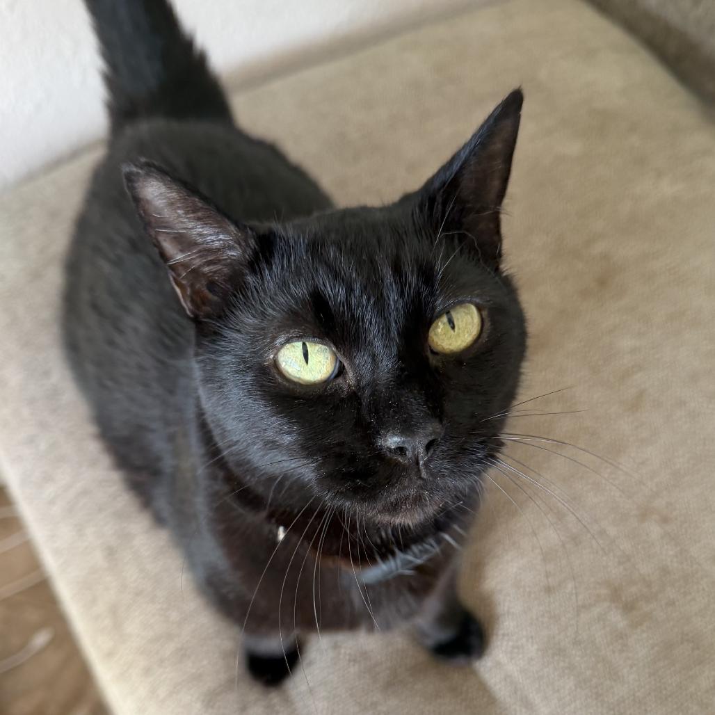 Enlarge Nori, a Adoptable Domestic Short Hair in Wahiawa, HI image 4/4