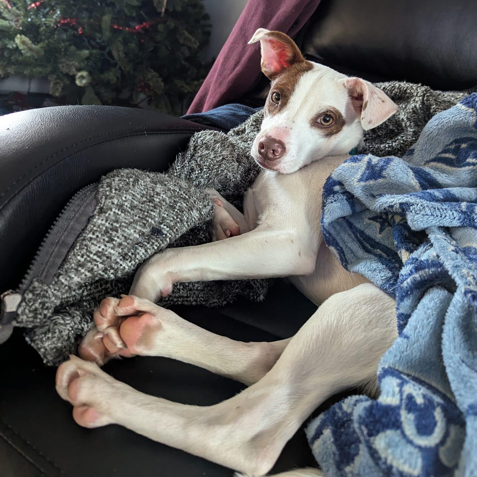 Bandit *HERE IN NH*