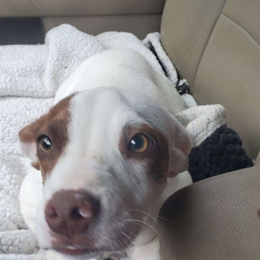 Bandit *HERE IN NH* 3