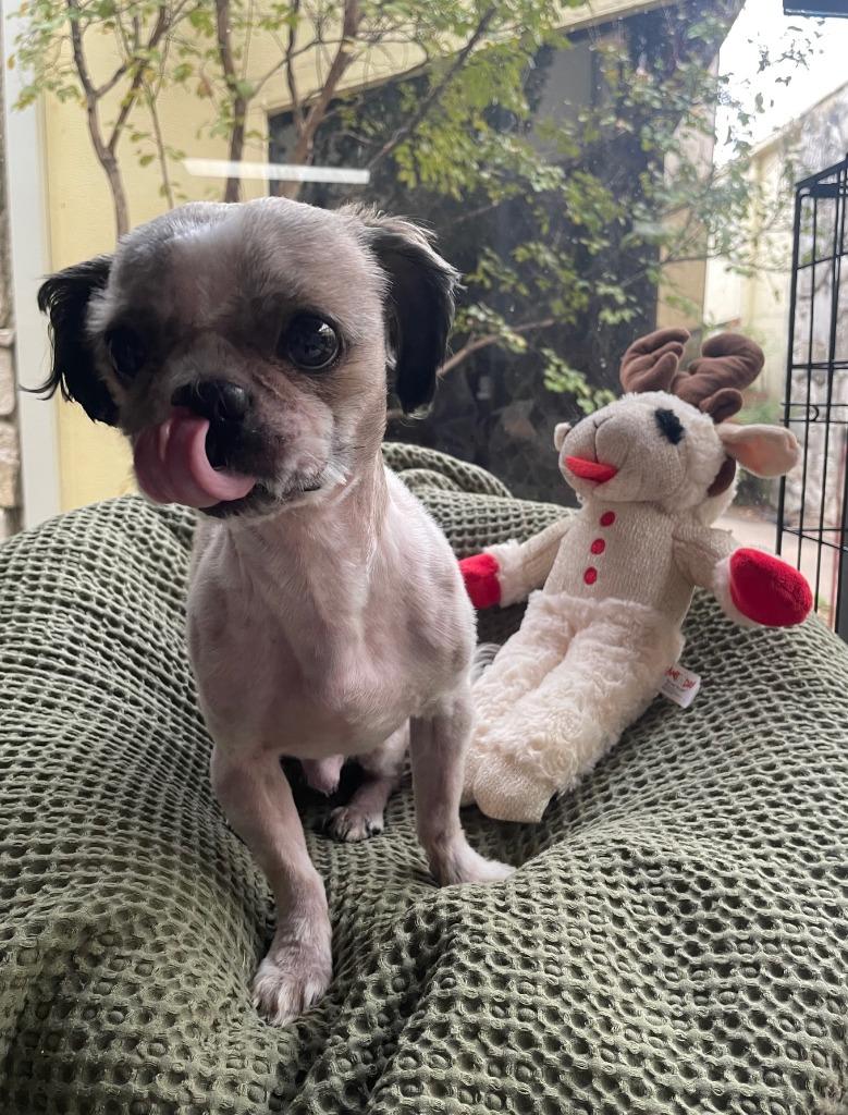 Kenzo, Adoptable, Adult Male Shih Tzu.