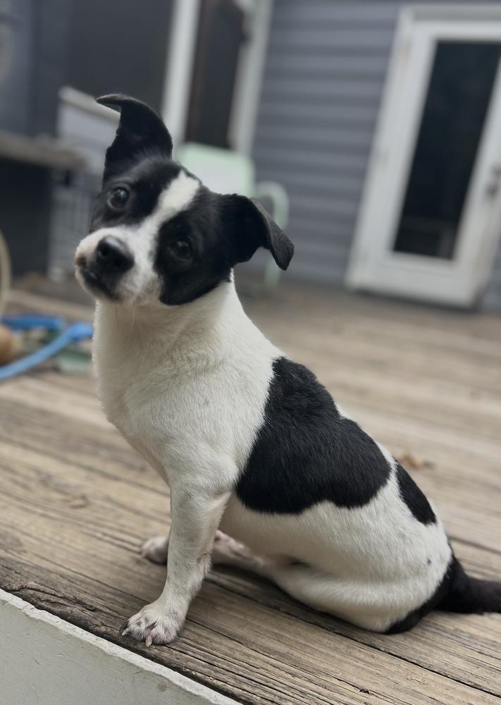 Sonny, Adoptable, Adult Male Chihuahua.