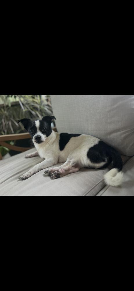 Enlarge Sonny, a Adoptable Chihuahua in Marietta, GA image 1/6