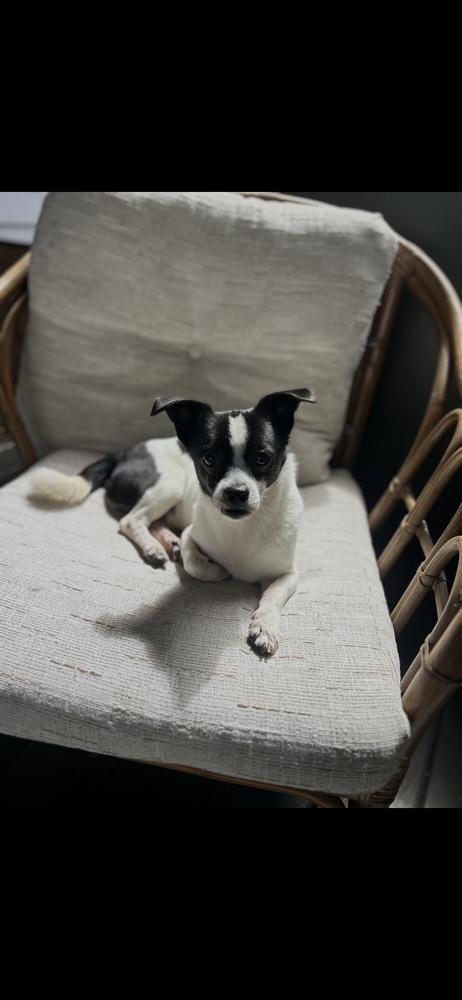 Enlarge Sonny, a Adoptable Chihuahua in Marietta, GA image 2/6