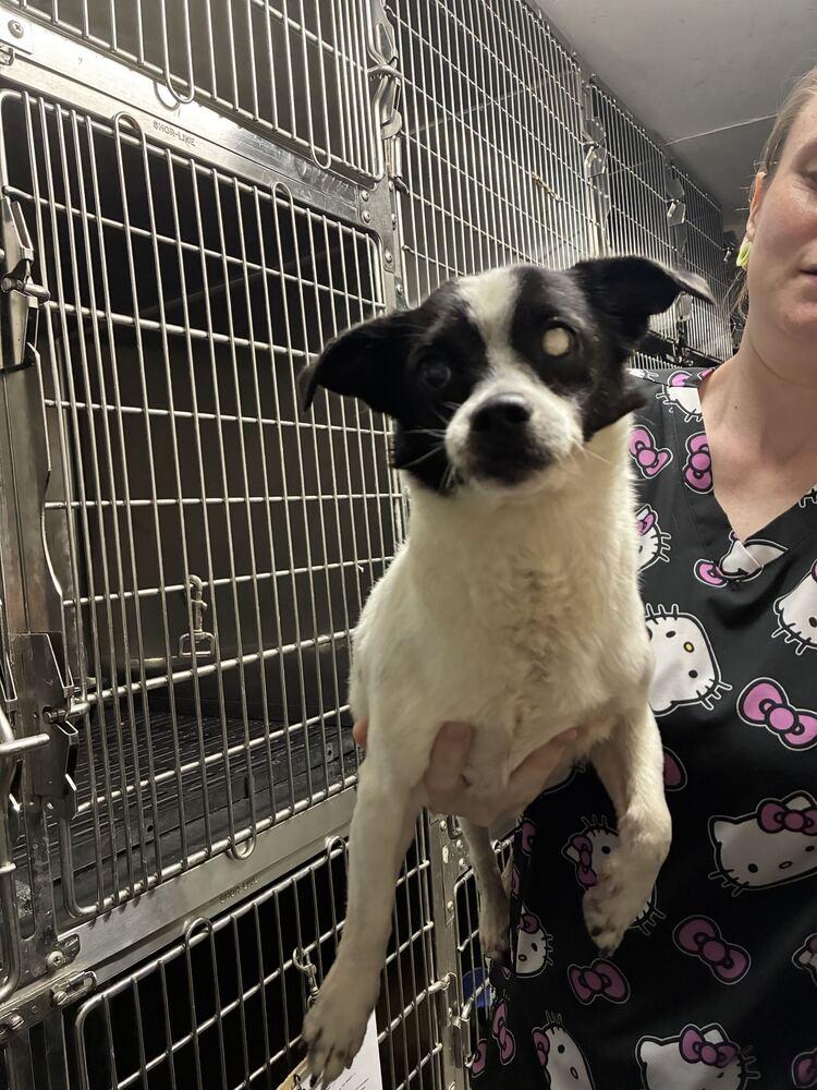 Enlarge Sonny, a Adoptable Chihuahua in Marietta, GA image 4/6