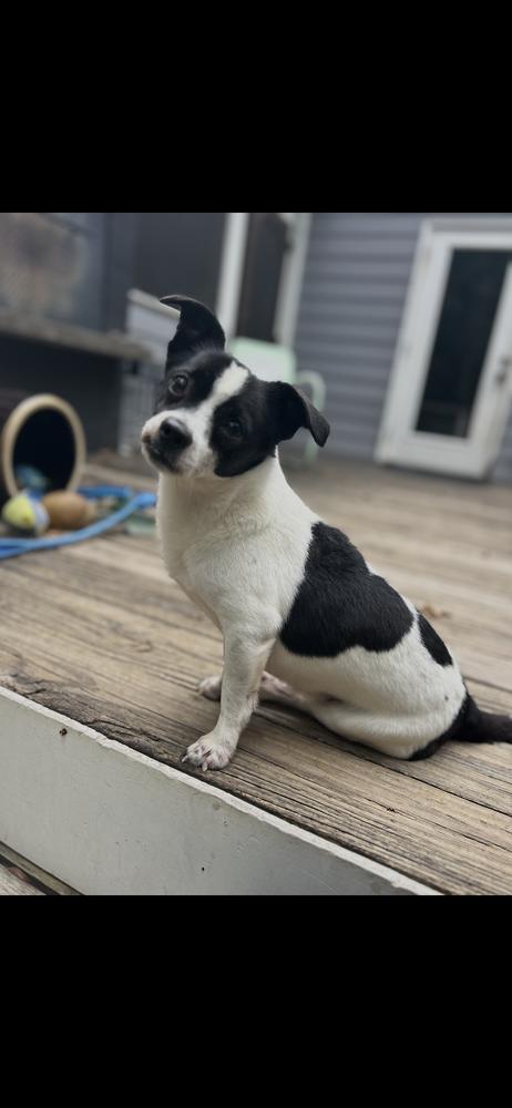 Enlarge Sonny, a Adoptable Chihuahua in Marietta, GA image 5/6