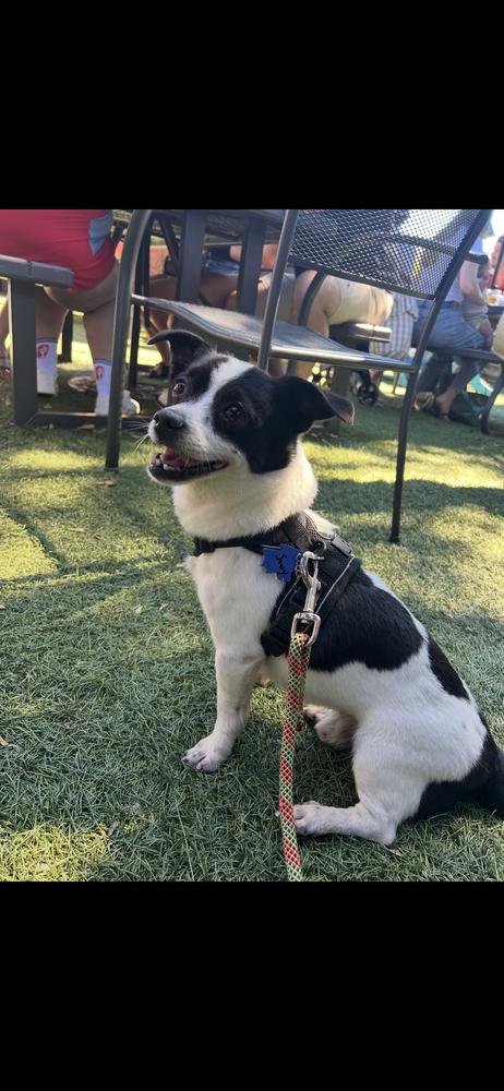 Enlarge Sonny, a Adoptable Chihuahua in Marietta, GA image 6/6