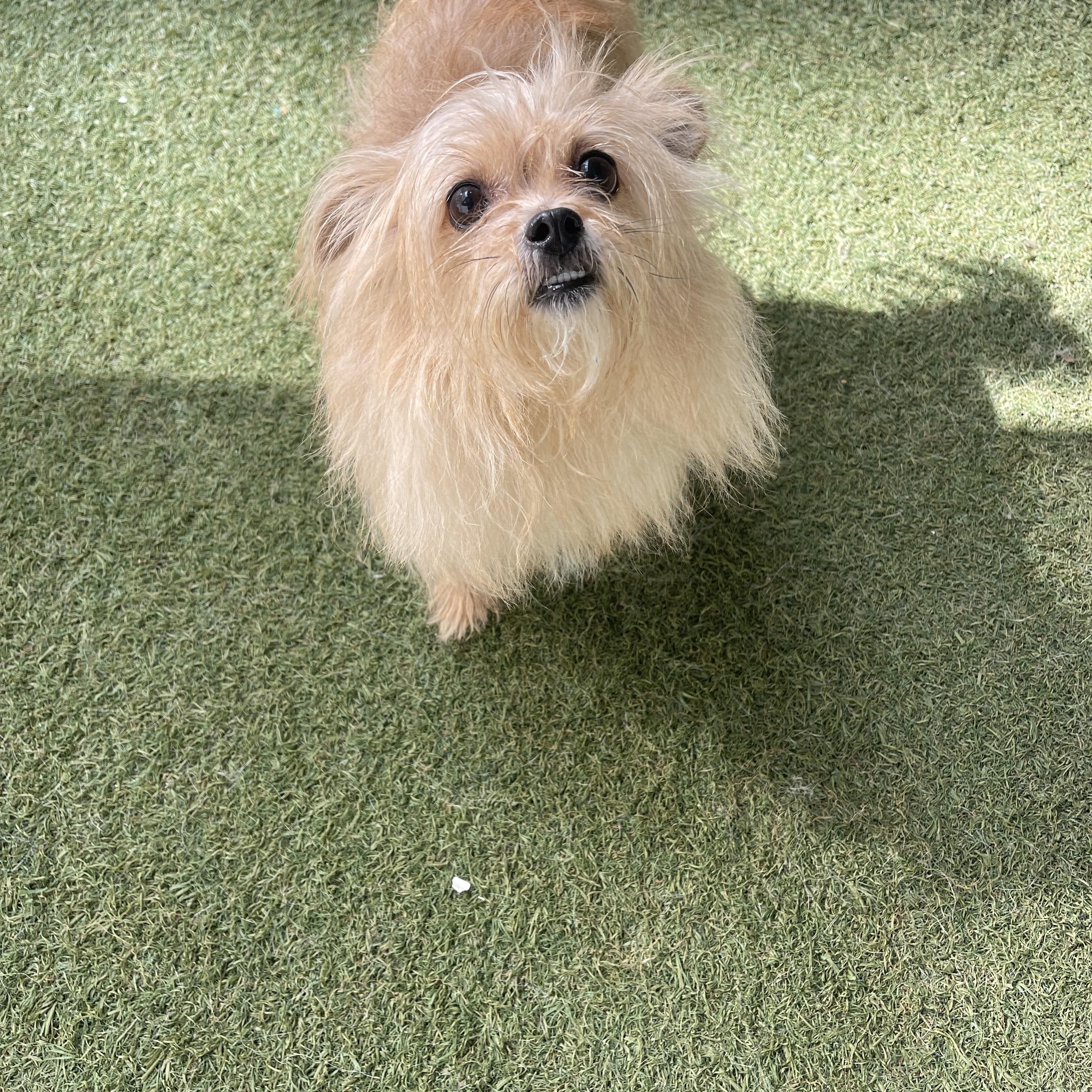 Reaux, a ADOPTABLE Chihuahua in Baton Rouge, LA image 2/4