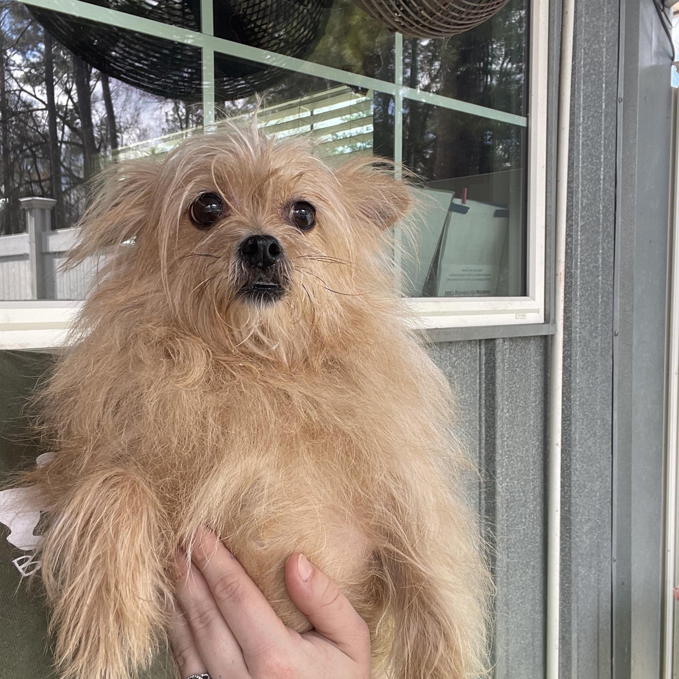 Reaux, a ADOPTABLE Chihuahua in Baton Rouge, LA image 3/4