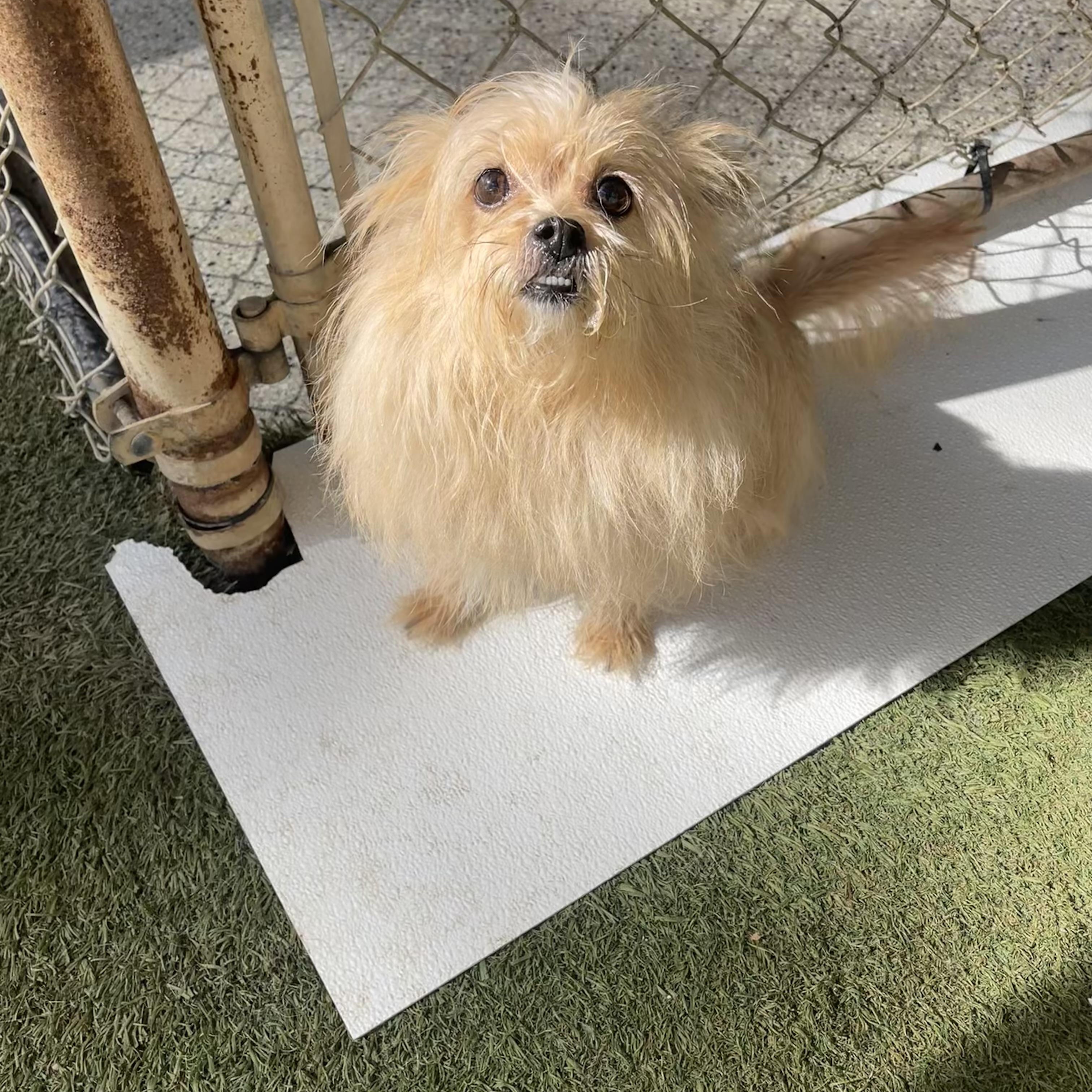 Reaux, a ADOPTABLE Chihuahua in Baton Rouge, LA image 1/4