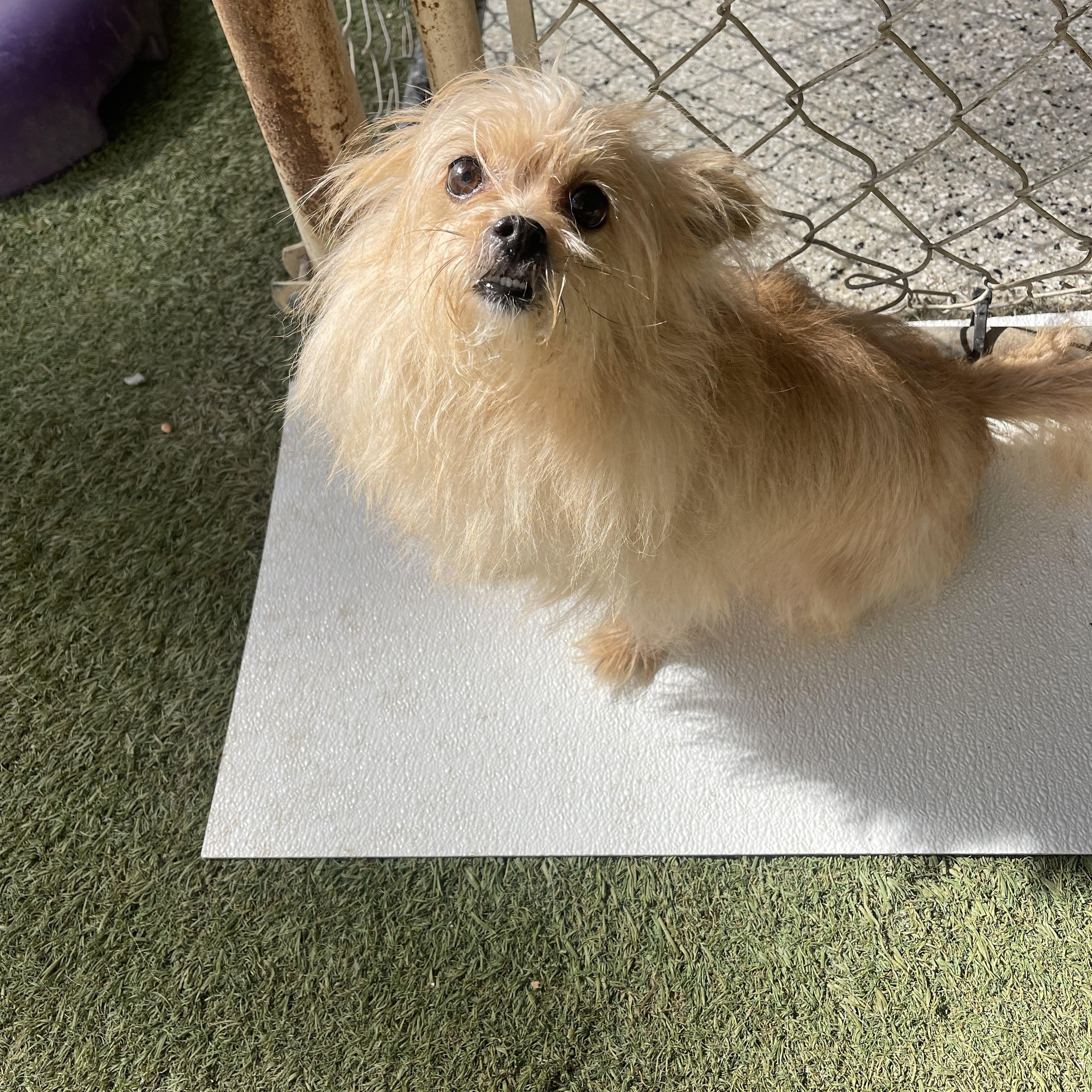 Reaux, a ADOPTABLE Chihuahua in Baton Rouge, LA image 4/4