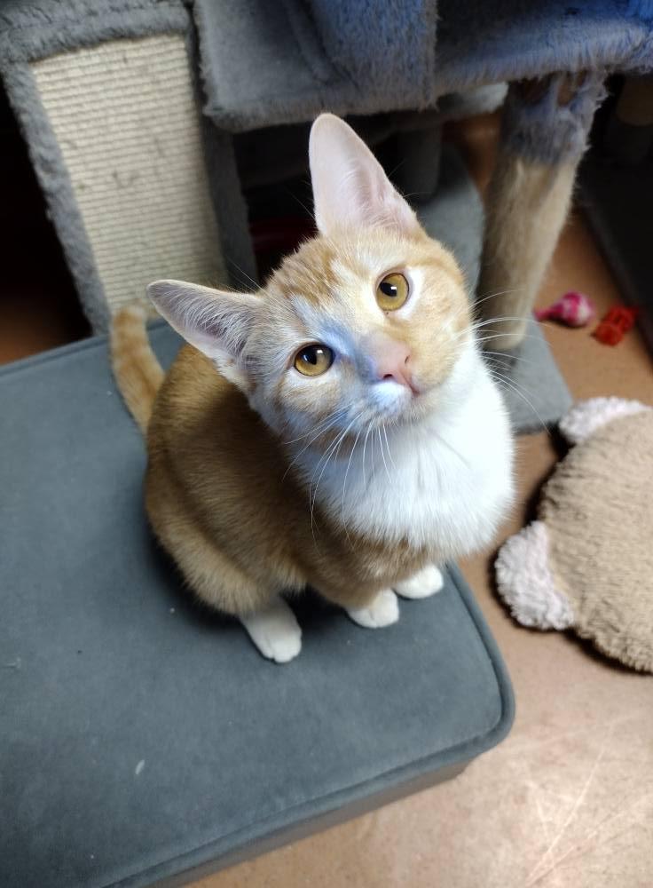 Amber, Adoptable, Young Female Domestic Short Hair.