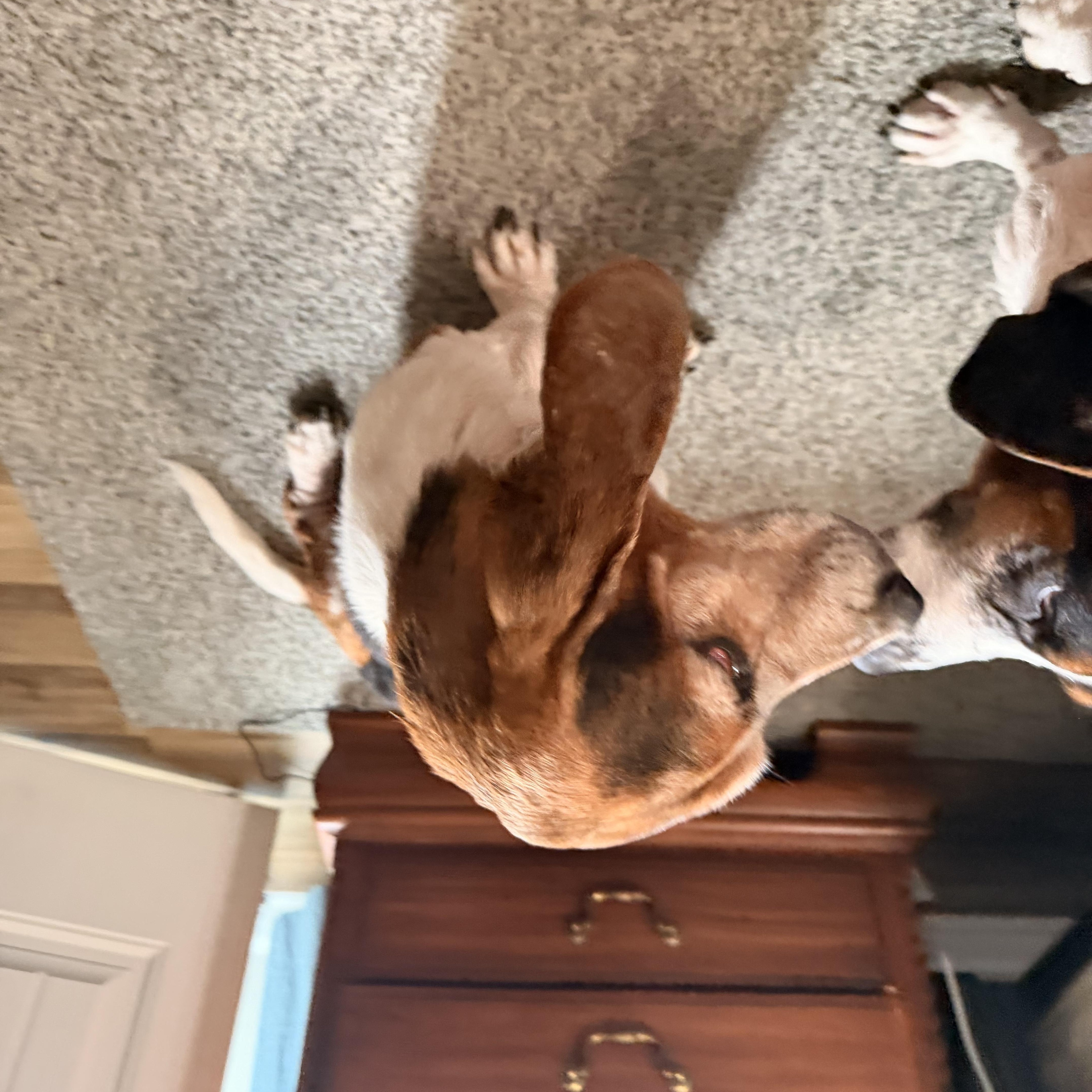 Enlarge Beretta, an adopted Basset Hound in Columbia, SC image 2/3
