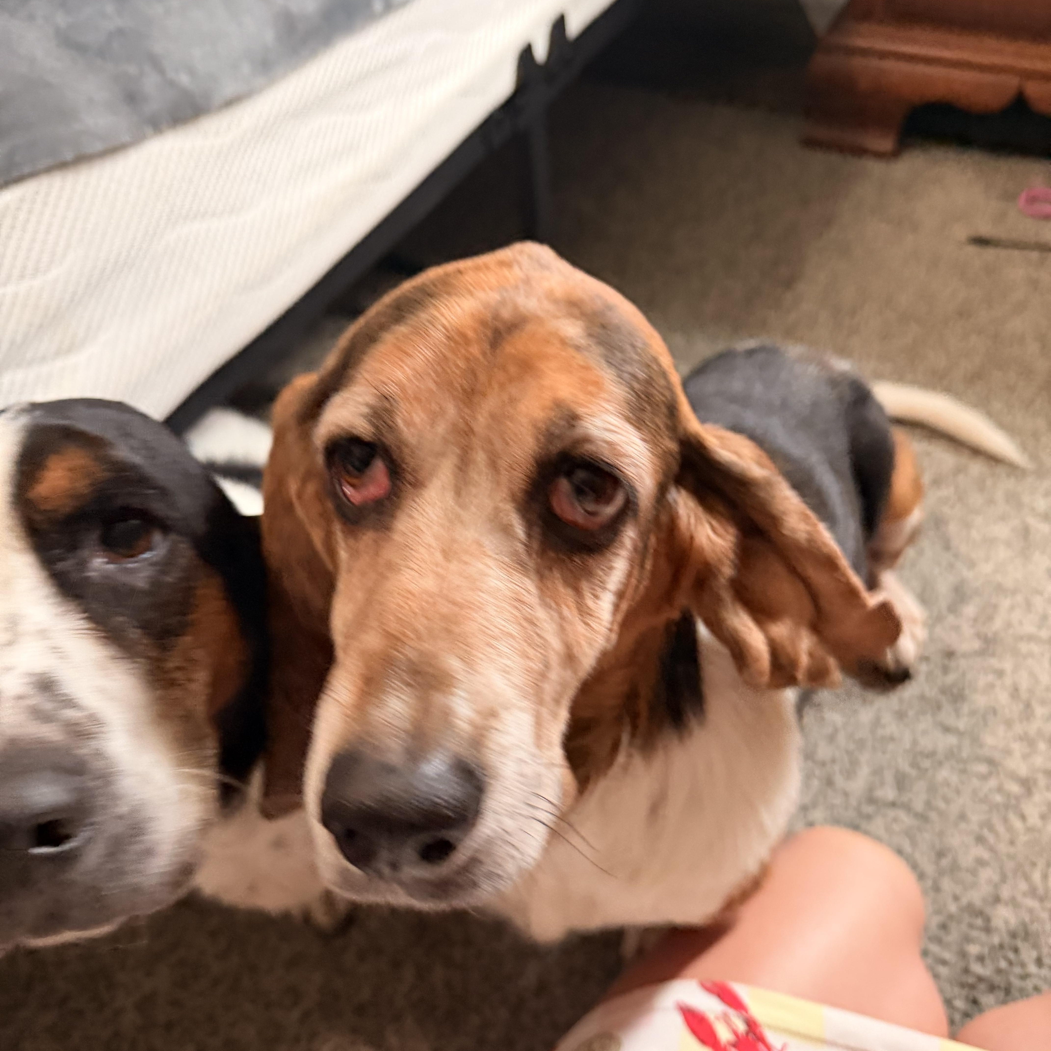 Enlarge Beretta, an adopted Basset Hound in Columbia, SC image 1/3