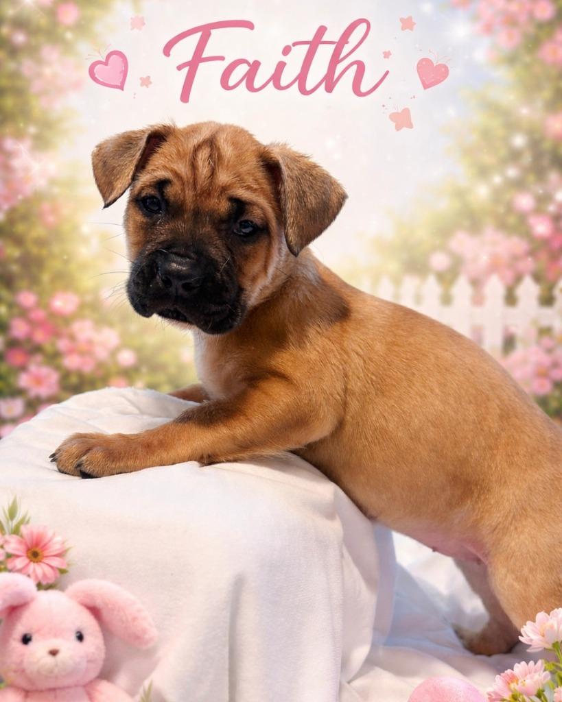 Enlarge Faith, a Adoptable mixed breed in Mesa, AZ image 1/2