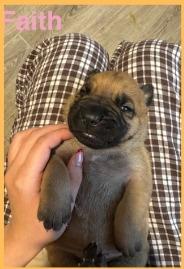 Enlarge Faith, a Adoptable mixed breed in Mesa, AZ image 2/2