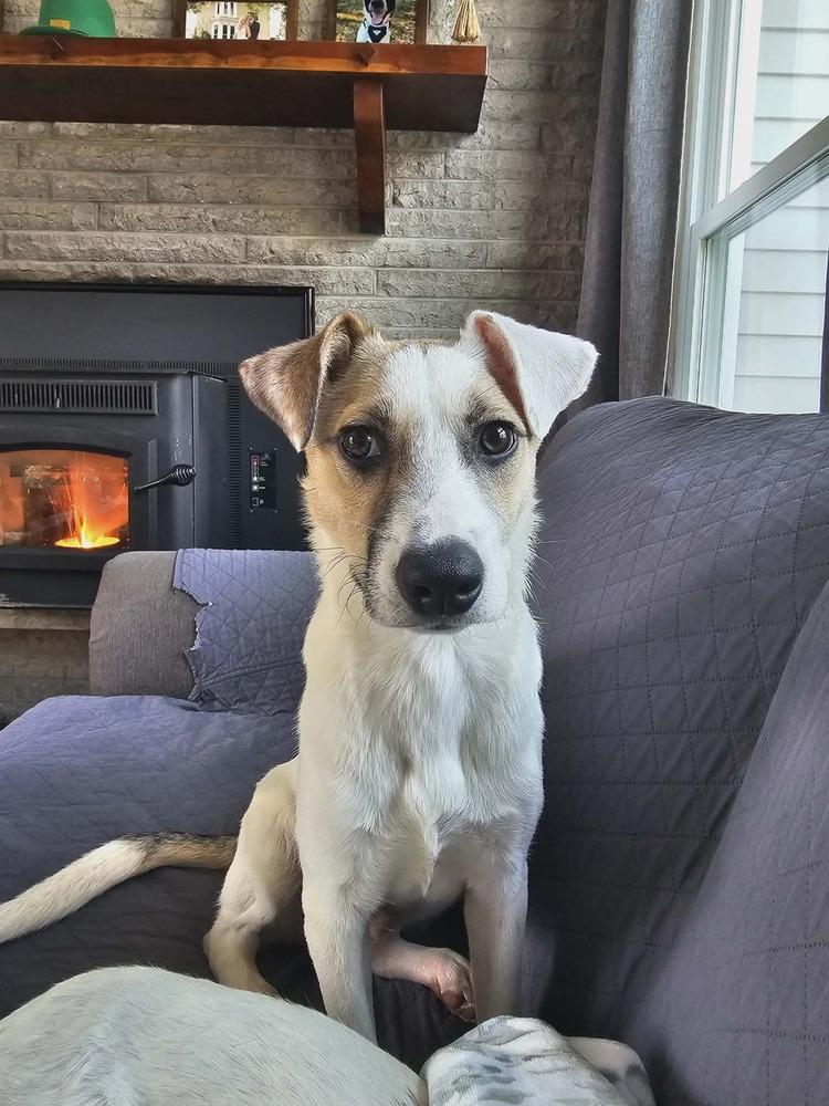 Hopper, Adoptable, Puppy Male Labrador Retriever.