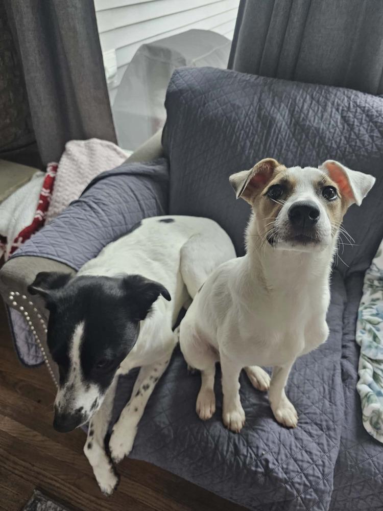 Enlarge Hopper, a Adoptable mixed breed in Amherst, NY image 2/6